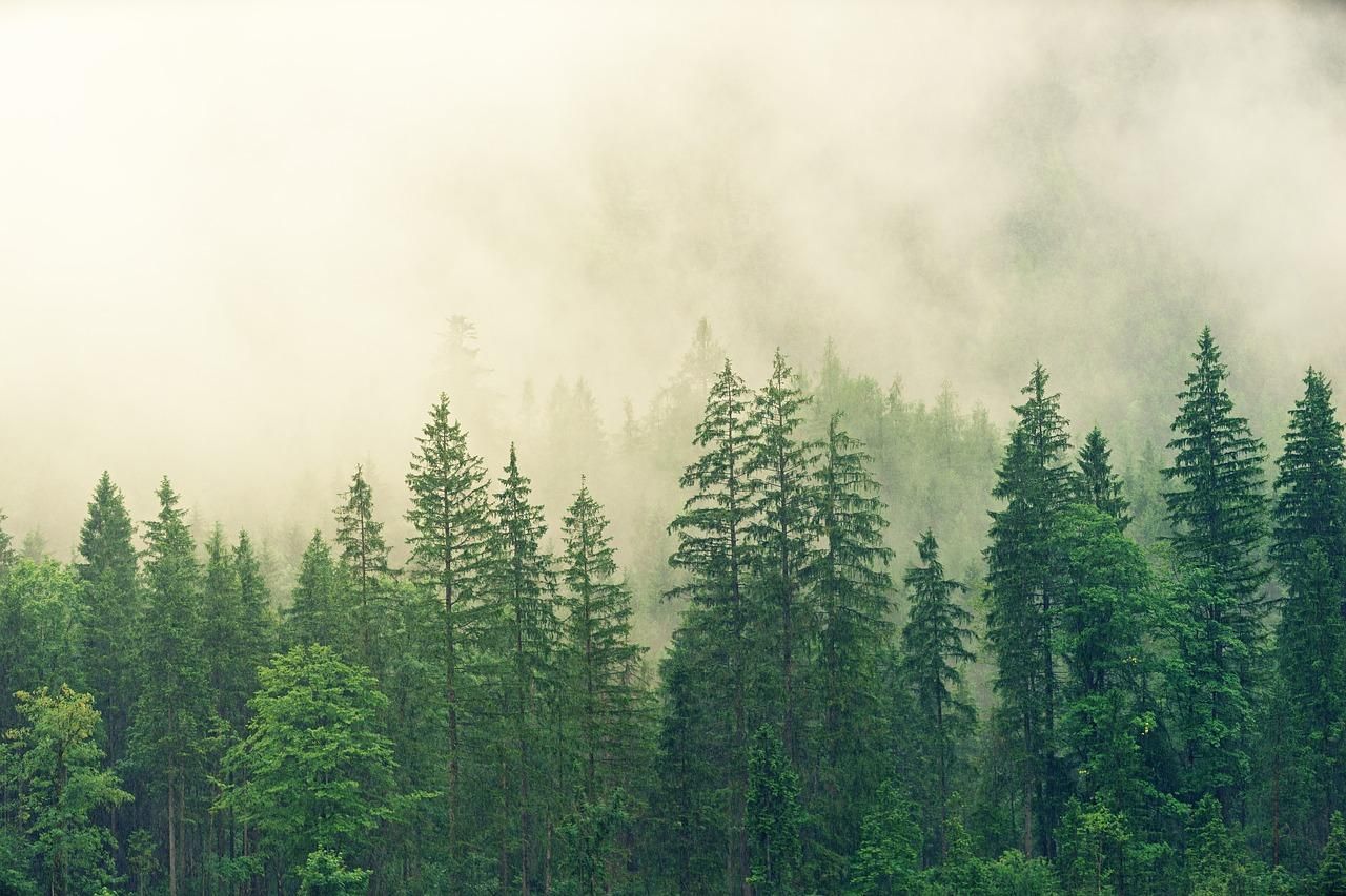 Ліси України: скільки дерев треба висадити в найближчі роки