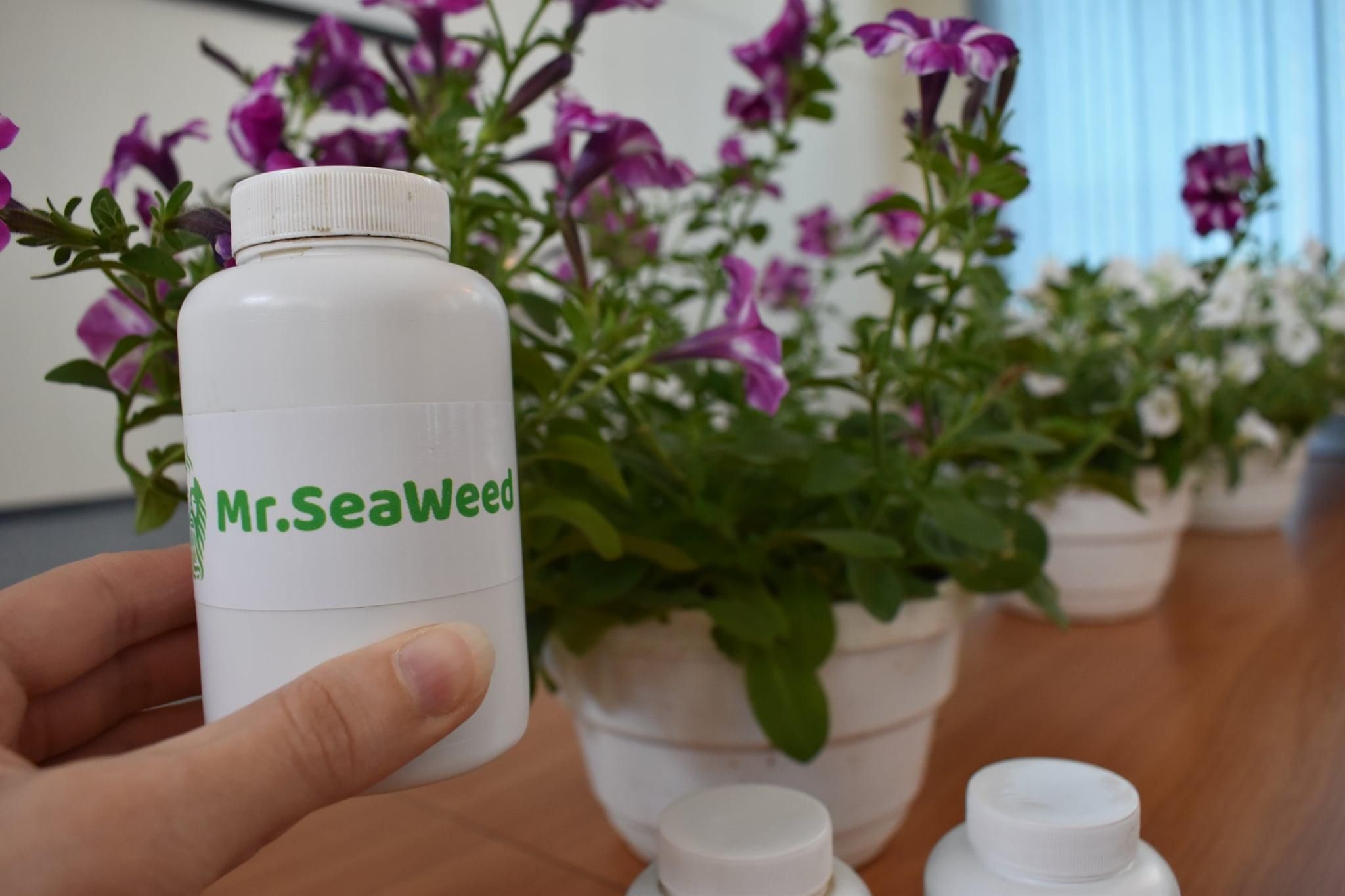 Добриво з водоростей: українська студентка створила інновацію Добриво з водоростей: українська студентка створила інновацію