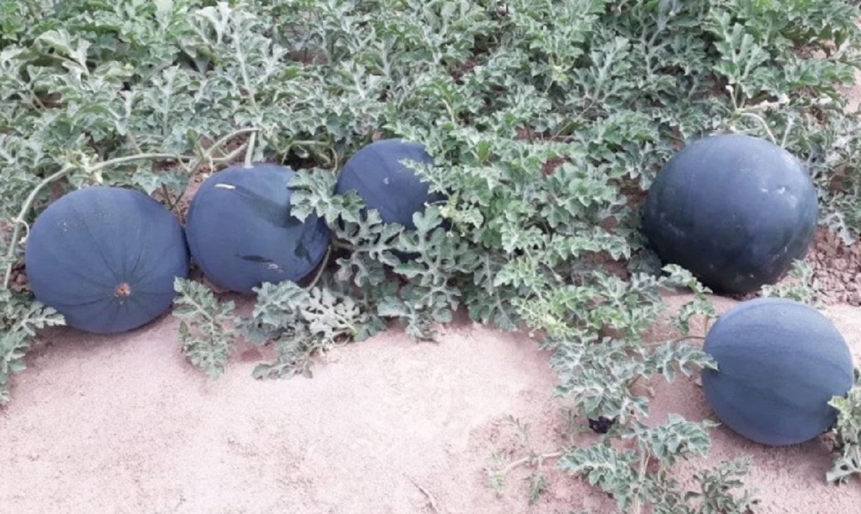 Чорні кавуни: на ринках Узбекистану з'явилася новинка Чорні кавуни: на ринках Узбекистану з'явилася новинка