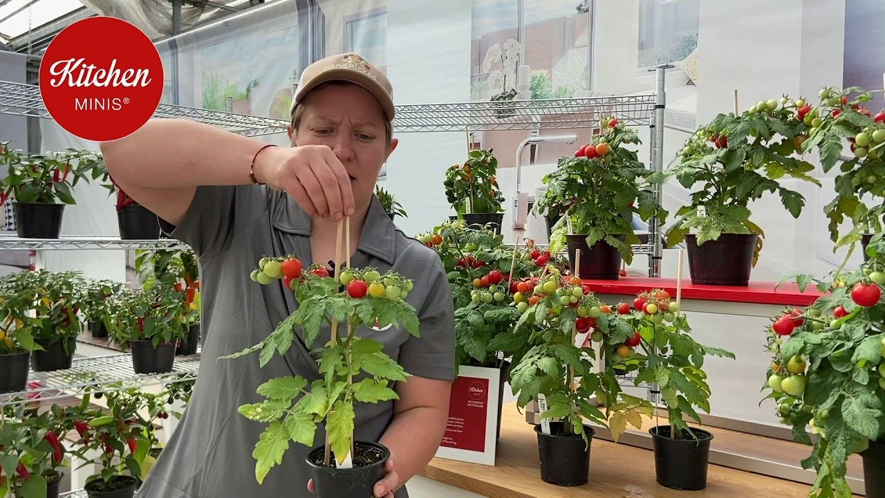 Kitchen Minis: науковці створили новий спосіб вирощування овочів прямо на кухні Kitchen Minis: науковці створили новий спосіб вирощування овочів прямо на кухні