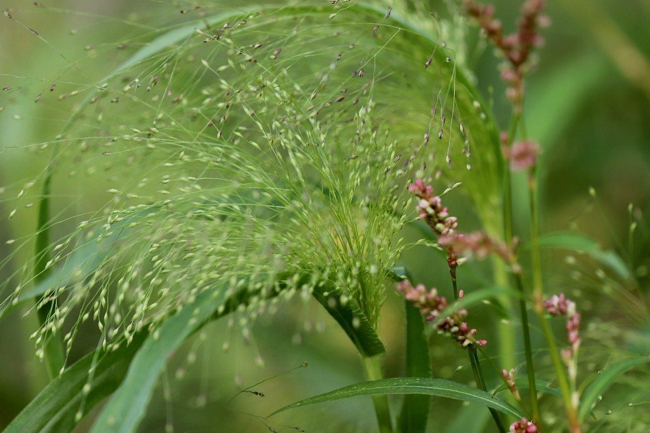 США і Росія позаду: Україна очолила рейтинг експортерів проса США і Росія позаду: Україна очолила рейтинг експортерів проса