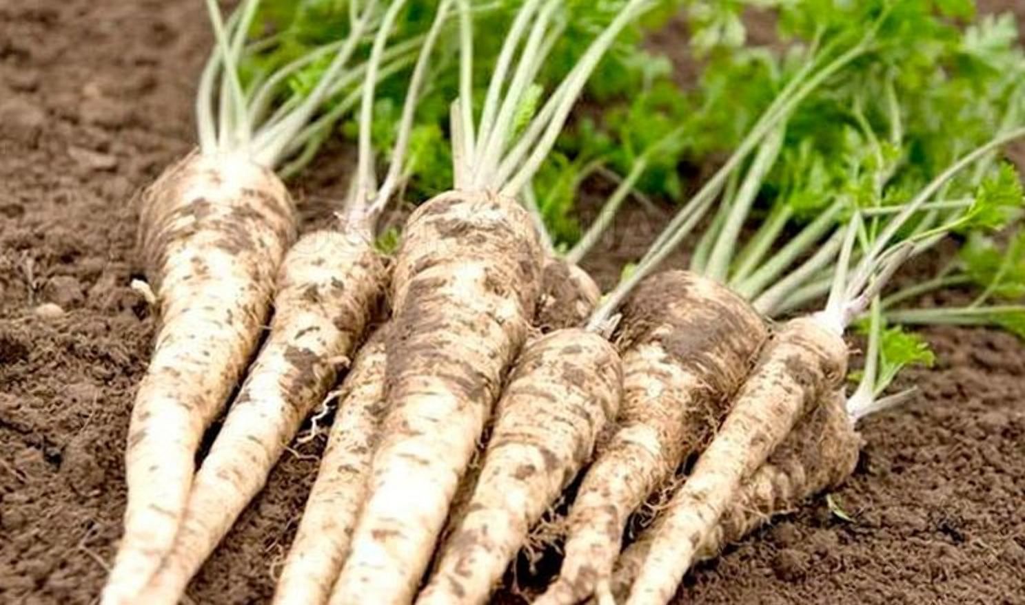 У Польщі дефіцит кореневої петрушки – ціни скочили вгору У Польщі дефіцит кореневої петрушки – ціни скочили вгору