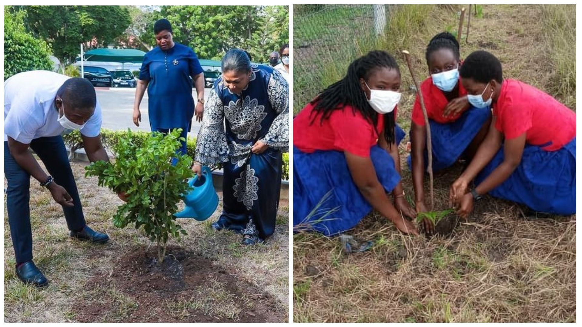 У Гані за один день висадили 5 мільйонів дерев У Гані за один день висадили 5 мільйонів дерев