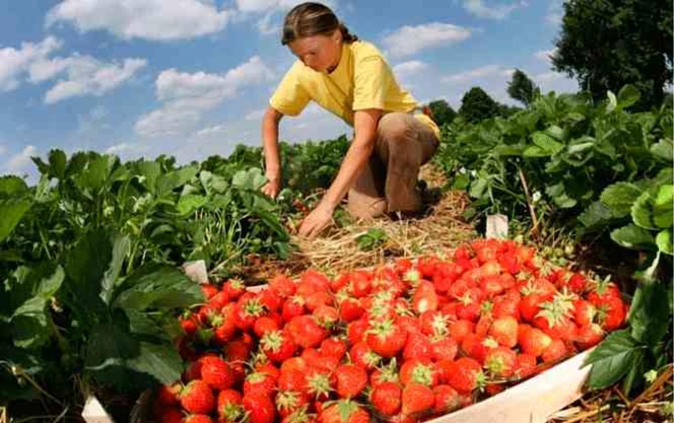 Сезонні робітники: скільки зараз платять в Європі Сезонні робітники: скільки зараз платять в Європі