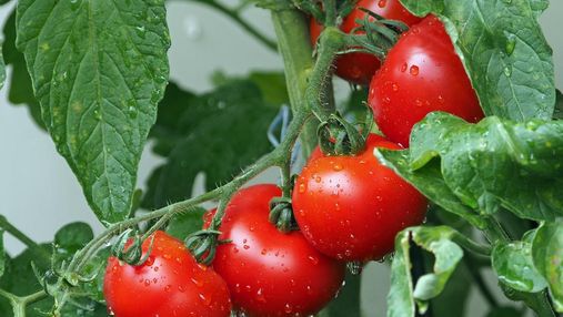 Томат весом полкилограмма: в Азербайджане вырастили удивительный овощ