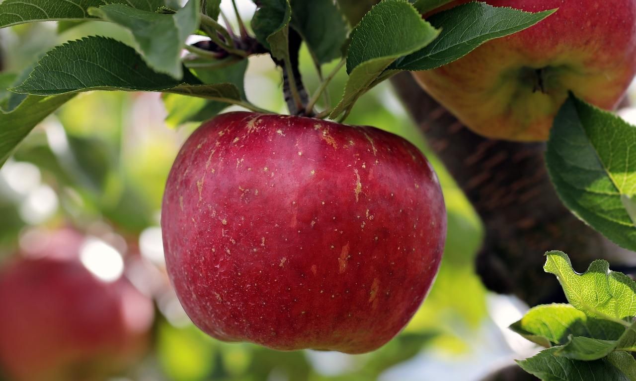 Ціни на яблуко будуть невисокими, – прогноз виробника