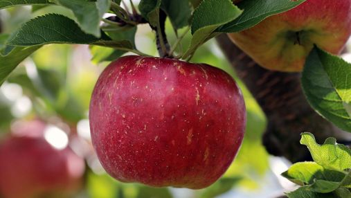 Цены на яблоко будут невысокими, – прогноз производителя