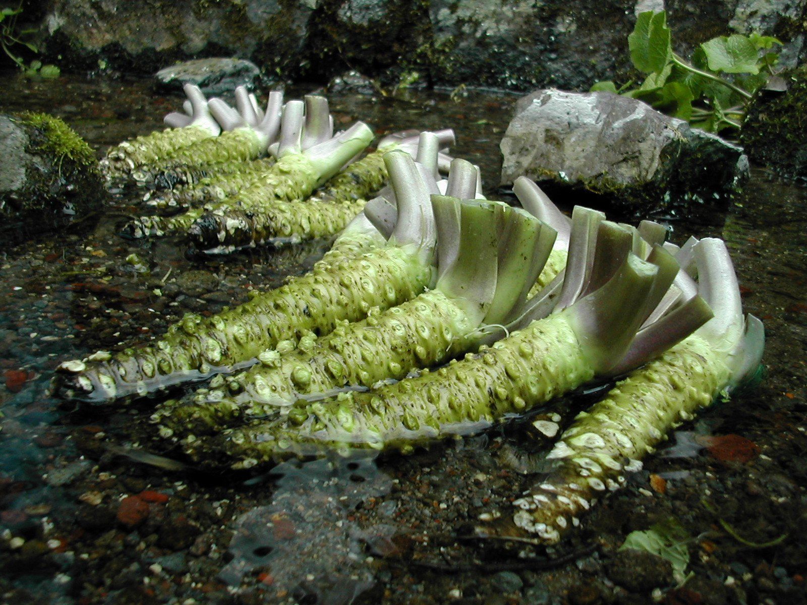 Рослина васабі Рослина васабі