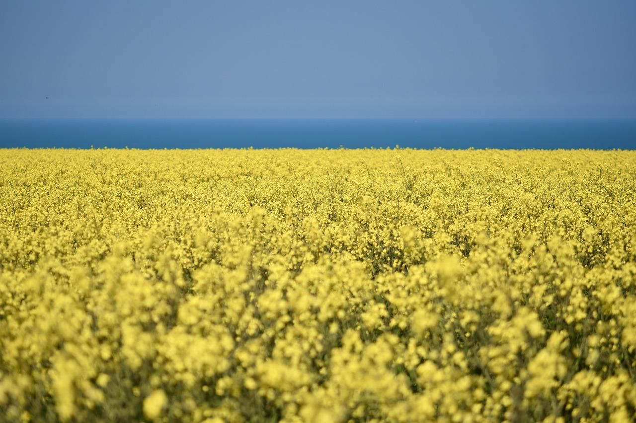 Урожай ріпаку в Україні може зменшитися