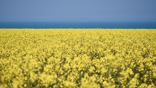 Урожай рапса в Украине может уменьшиться