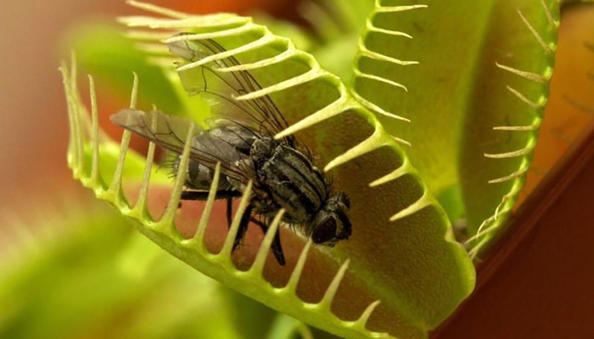 Рослина, яка поїдає комах: як венерина мухоловка ловить свою здобич