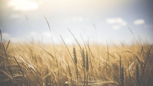 В Україні буде рекордний урожай зернових, – прогноз міністра 