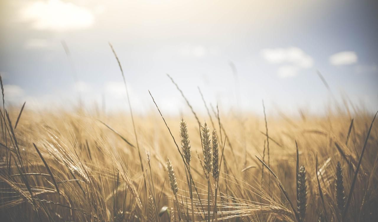 В Україні буде рекордний урожай зернових, – прогноз міністра 
