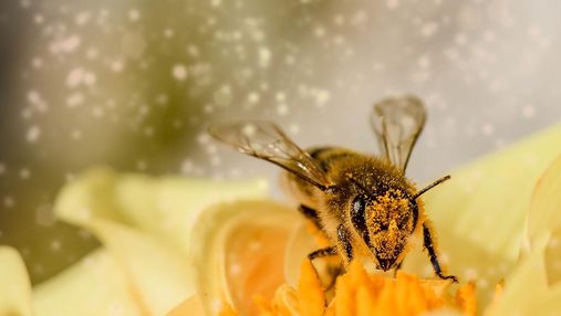 "Укрпошта" призупинила доставку бджіл: причина
