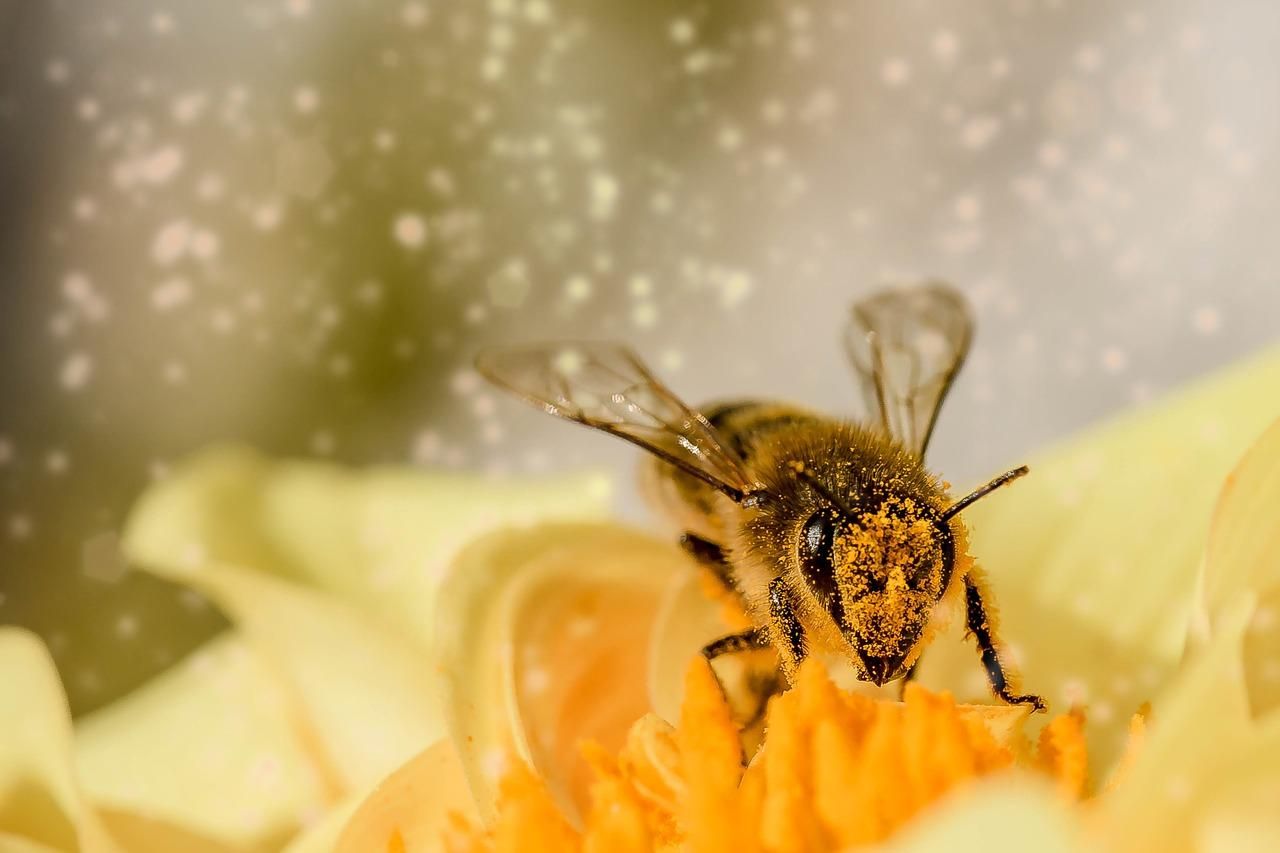 "Укрпошта" призупинила доставку бджіл: причина