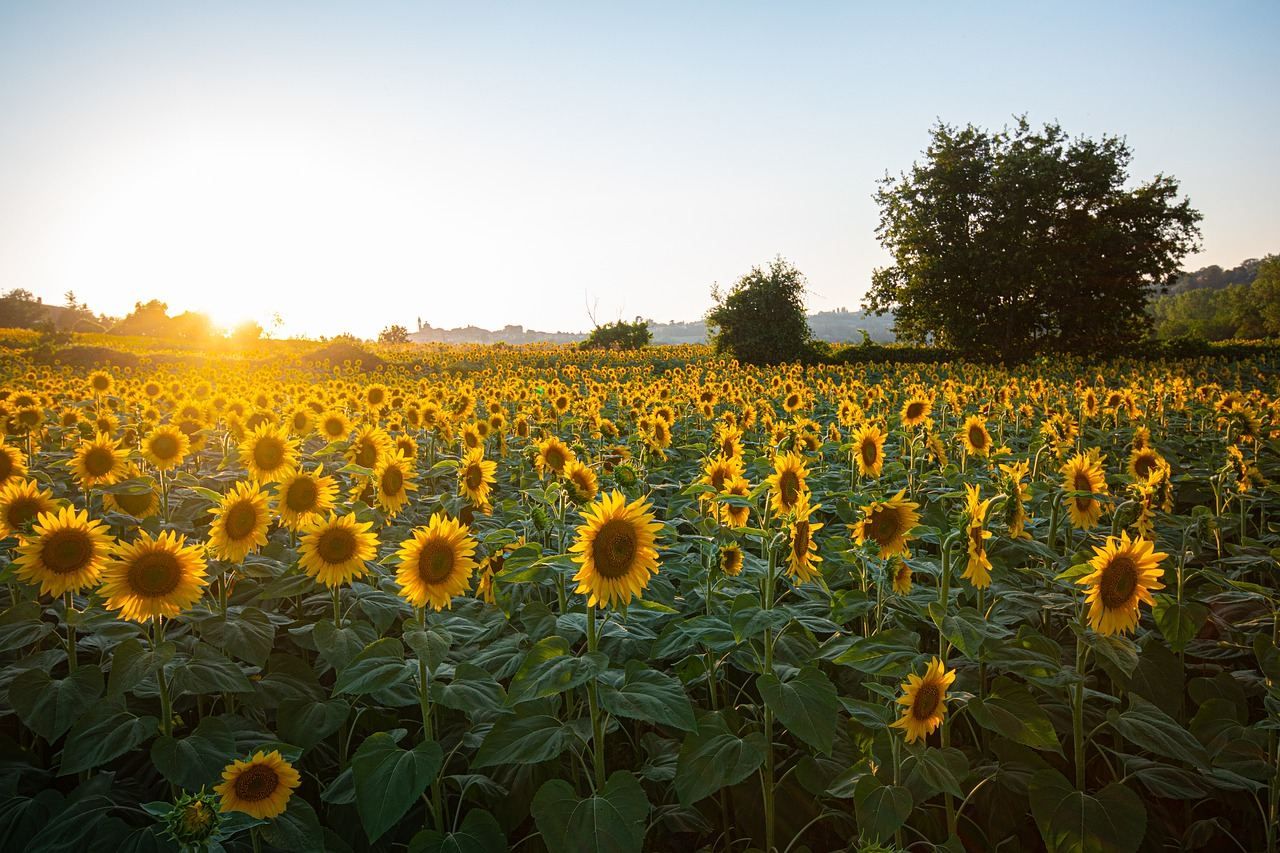 Україна зменшила переробку соняшнику: як з цим пов'язаний експорт