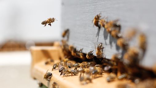 У Росії влада просить жителів остерігатися п'яних бджіл