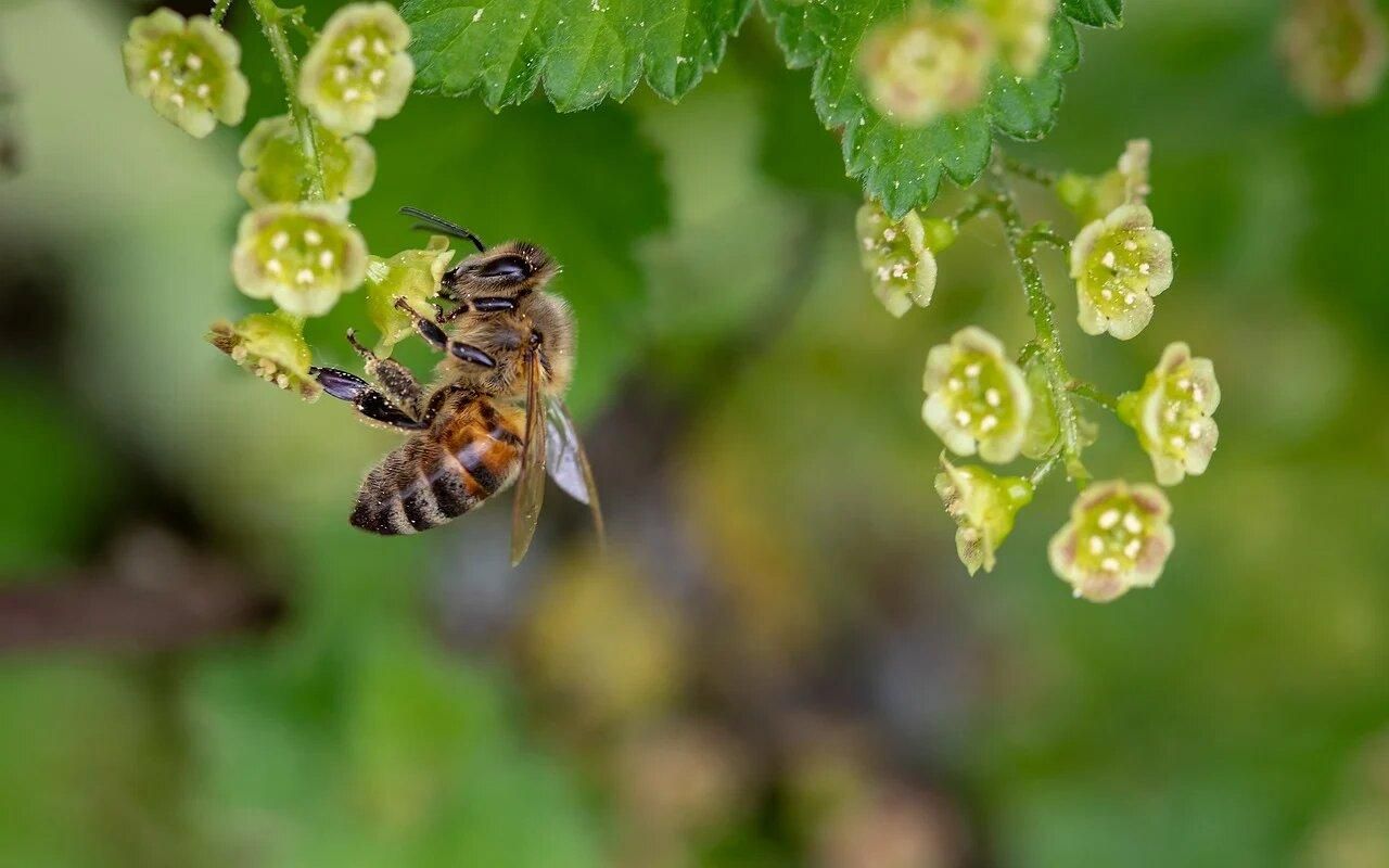 Бджоли, які не жалять людей: в Україні розводять унікальних комах