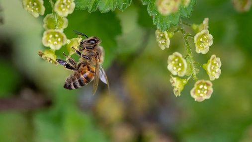 Пчелы, которые не жалят людей: в Украине разводят уникальных насекомых