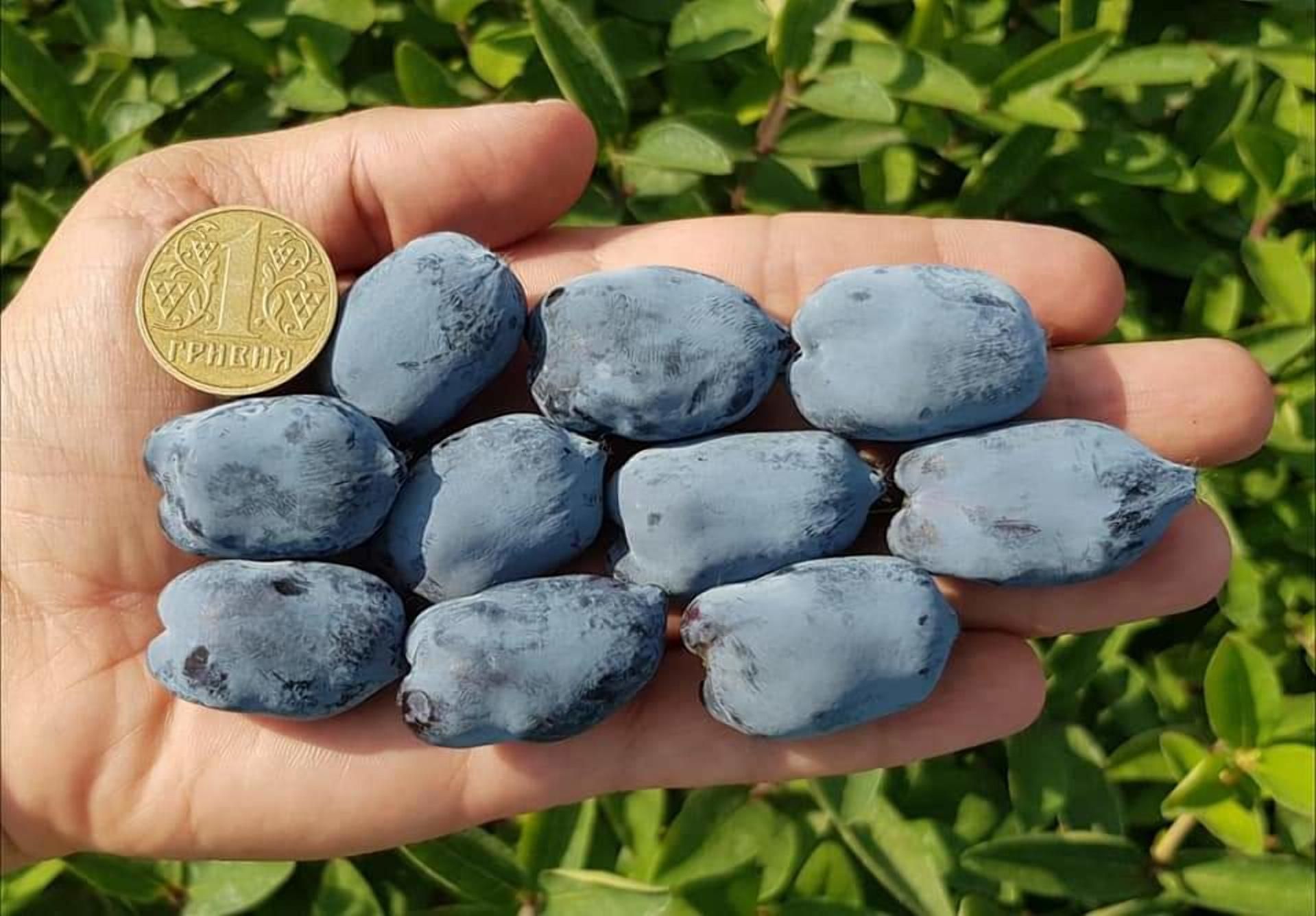 Найбільші в світі: в Україні виростили гігантські ягоди жимолості