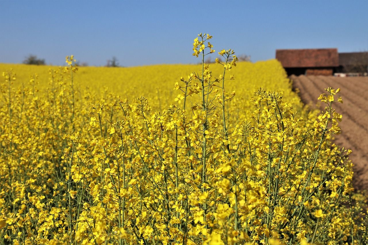 Ріпак привабливий для інвестицій  Ріпак привабливий для інвестицій