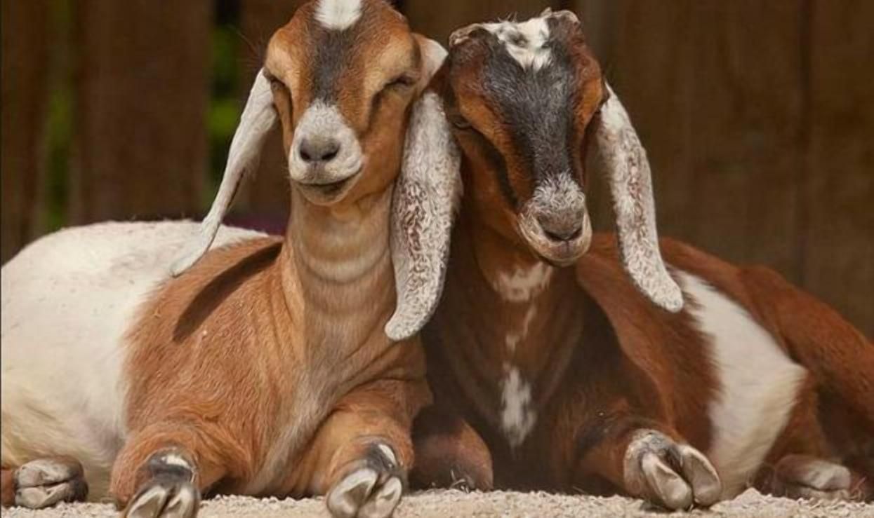Сім літрів на день: які кози дають стільки молока - 22 июля 2021 - Агро