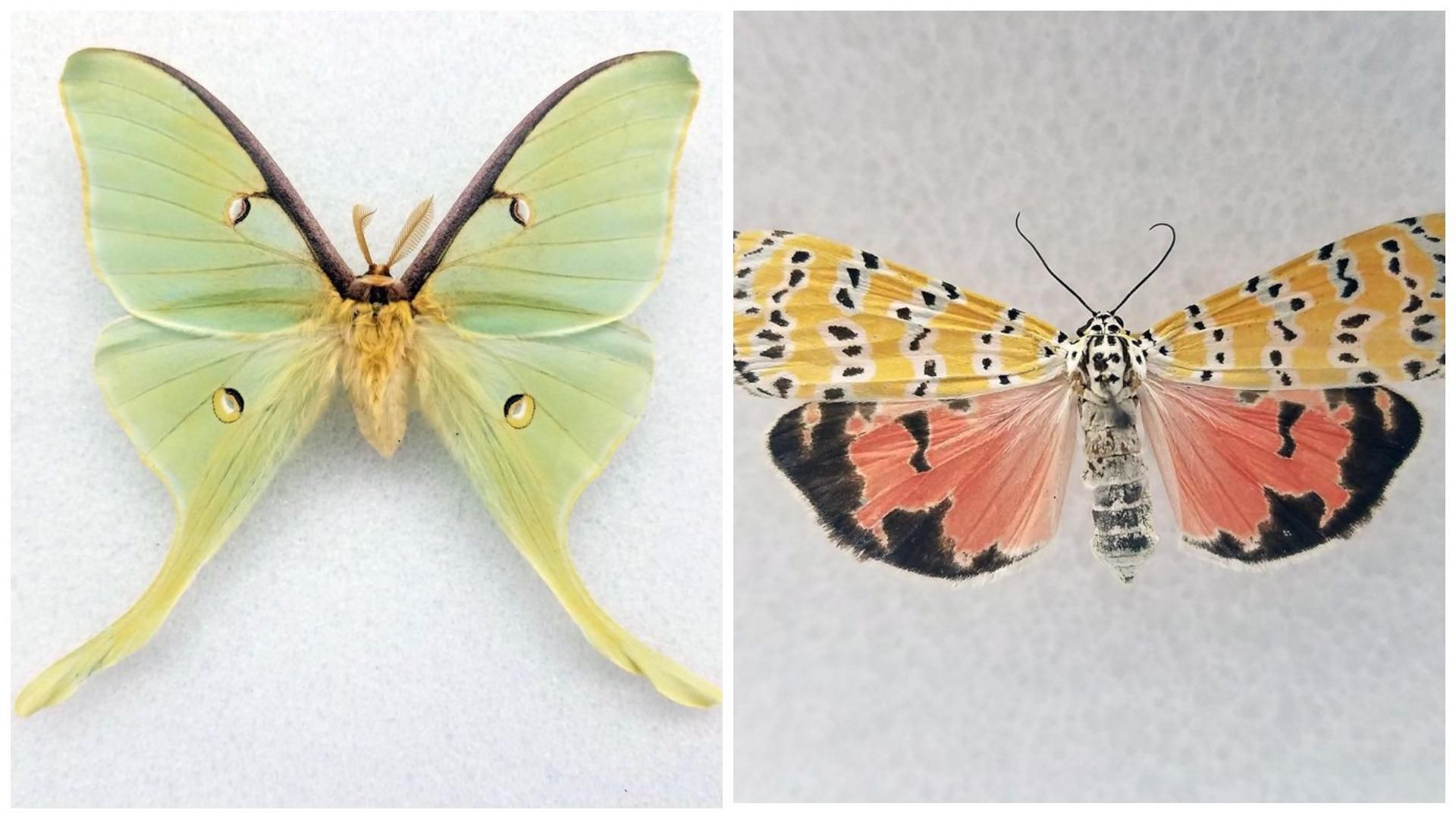 Интересные факты о 7 молей, которые поражают своей красотой Интересные факты о 7 молей, которые поражают своей красотой