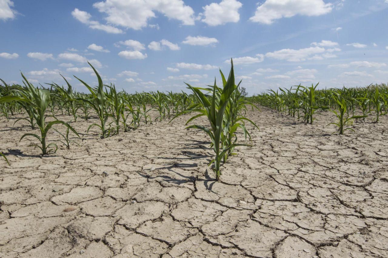 Україні загрожує засуха