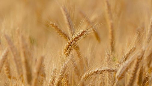На Вінничині зафіксували неймовірну урожайність пшениці