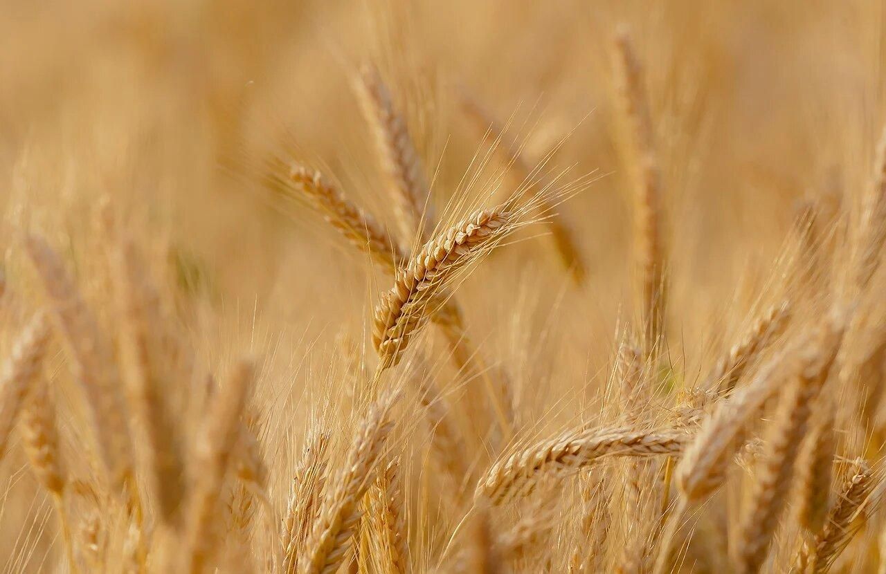 На Віннчині зафіксували неймовірну урожайність пшениці - Агро