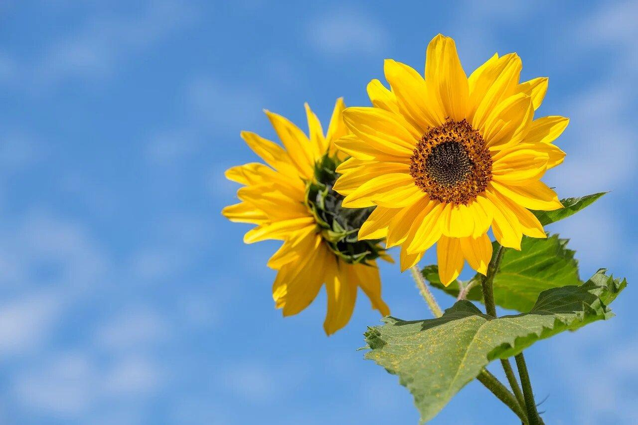 Новий рекорд: в Німеччині виростили найвищий соняшник у світі - Агро
