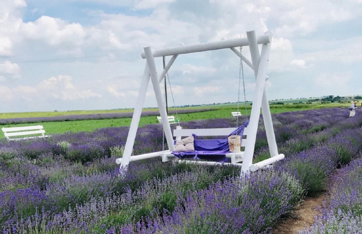 Місце для фотосесії посеред лавандового поля Місце для фотосесії посеред лавандового поля