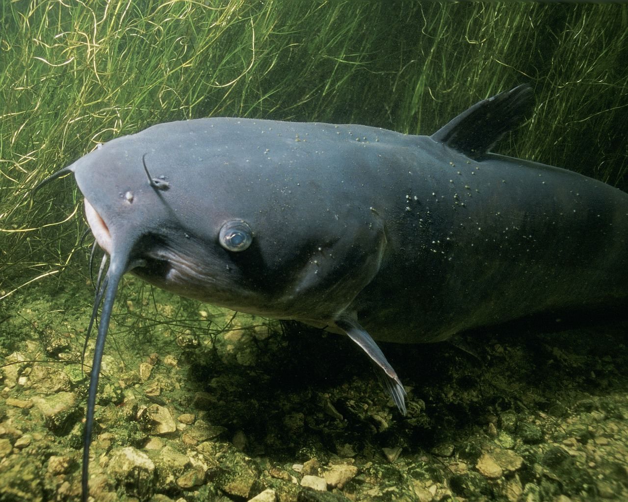 В дельті Дунаю завівся африканський сом – він може повністю знищити місцеву рибу - Агро