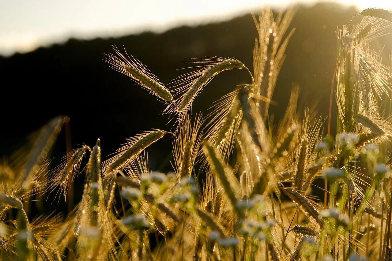 Новий рекорд: цього року урожай зерна буде високим - 27 июля 2021 - Агро