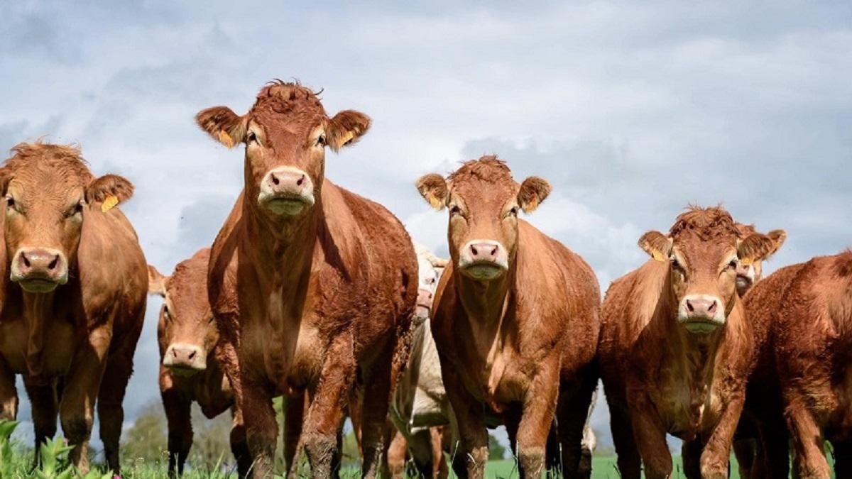 Тваринництво Тваринництво