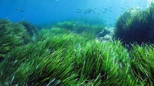 Штучні шуми, спричинені людьми, можуть нашкодити морським водоростям: нове дослідження