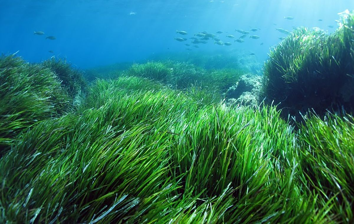 Искусственные шумы могут навредить морским водорослям