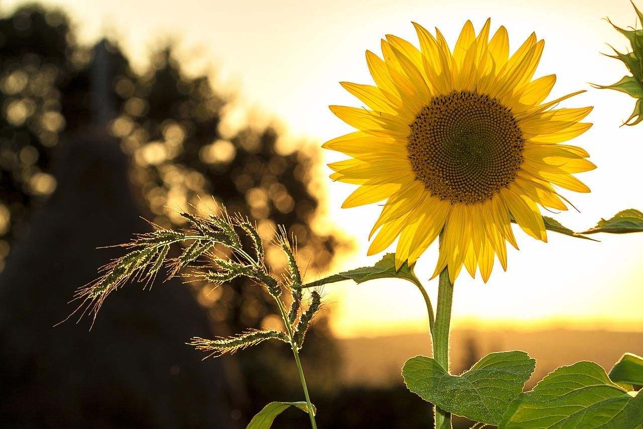 Пізня сівба соняшнику призводить до втрати урожаю, – агроном - 29 июля 2021 - Агро