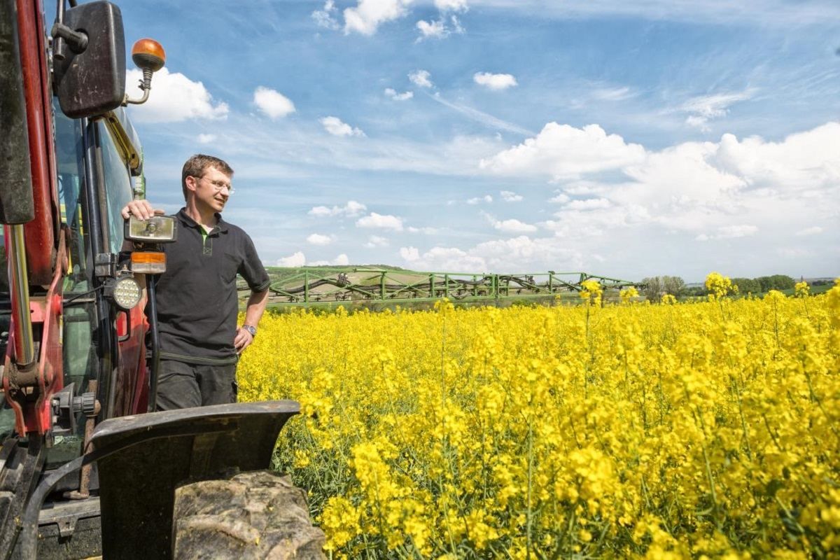 Спасение рапса, или Как бороться с фомозом Спасение рапса, или Как бороться с фомозом