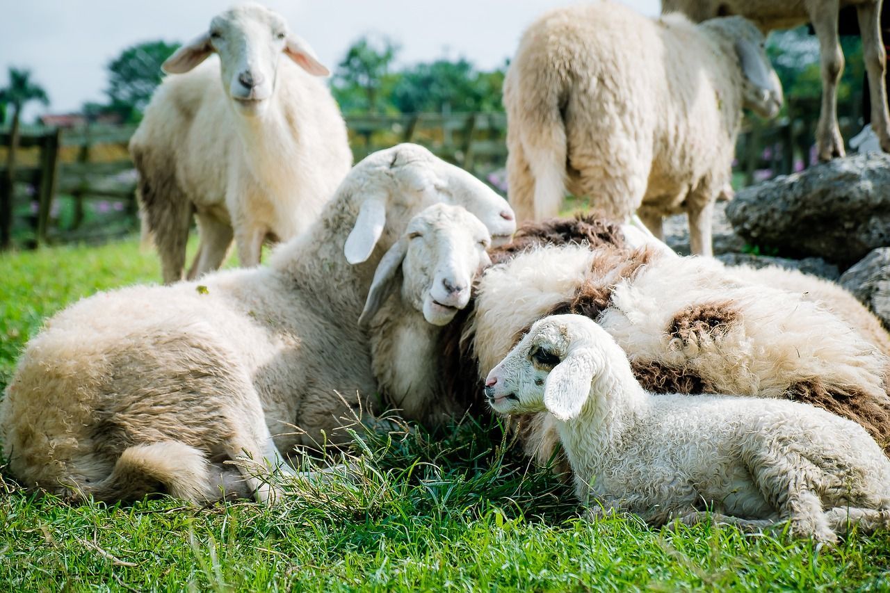 Офіційні працівники: в Ірландії влаштували на роботу стадо овець – у чому полягає їх робота - Агро
