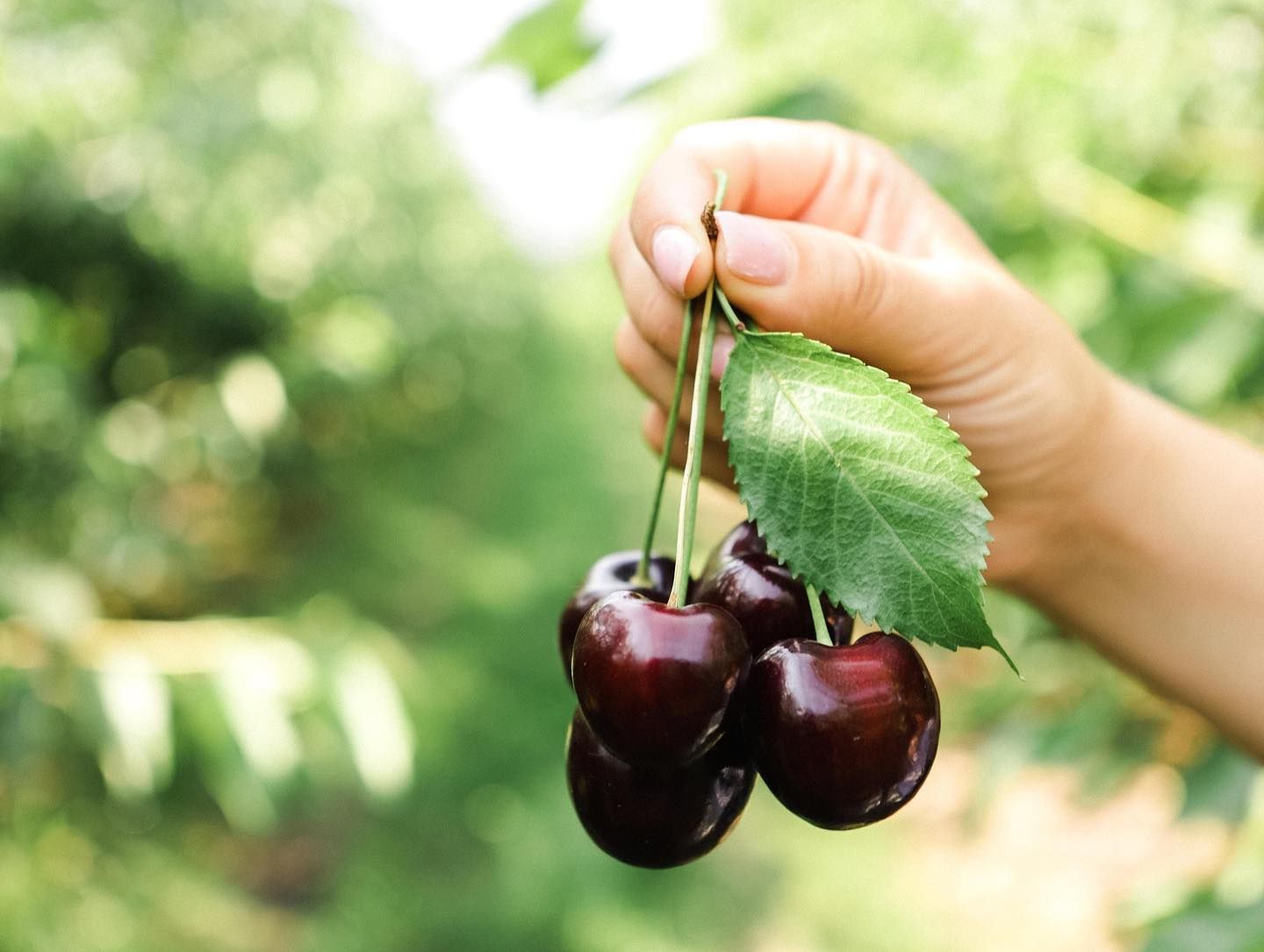 Гигантская черешня Гигантская черешня