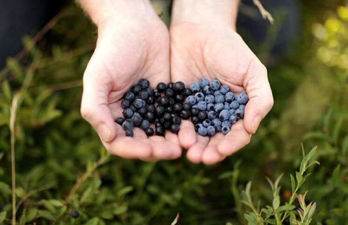 Голубика стабильно дорогая Голубика стабильно дорогая