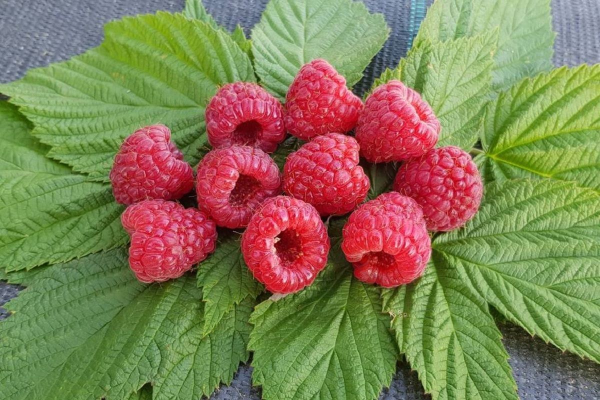 Малина сорту Полана Малина сорту Полана