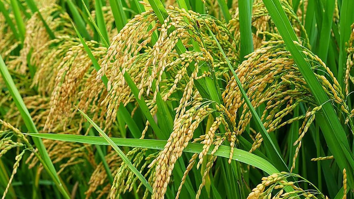 Человеческий белок помог ученым вырастить вдвое больше урожая: новое исследование Человеческий белок помог ученым вырастить вдвое больше урожая: новое исследование