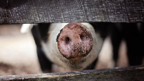 Африканская чума свиней и птичий грипп атакуют Европу