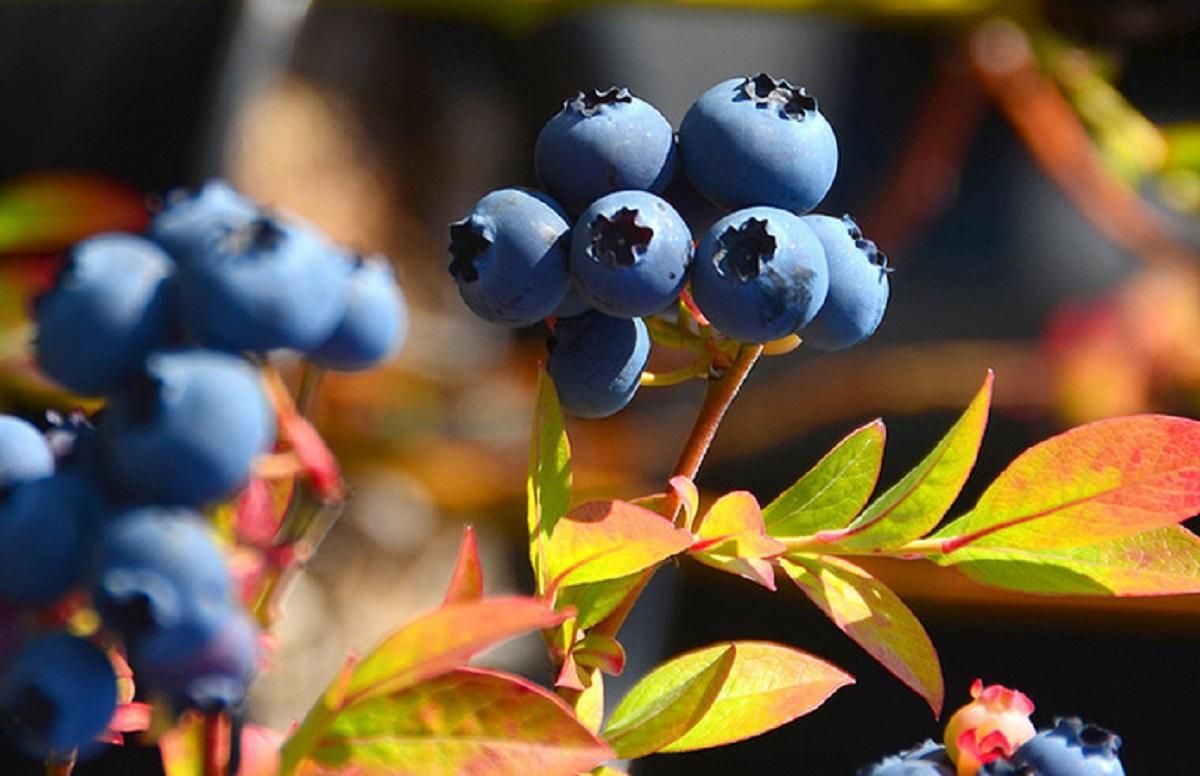 Голубика Голубика