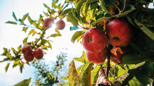 Украинцы не хотят собирать яблоки в Польше: фермеры вынуждены продавать фрукты за копейки