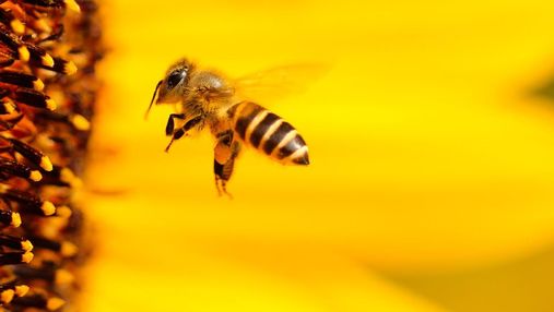 Топ-7 овощей и фруктов, которые особенно нуждаются в опылении пчелами