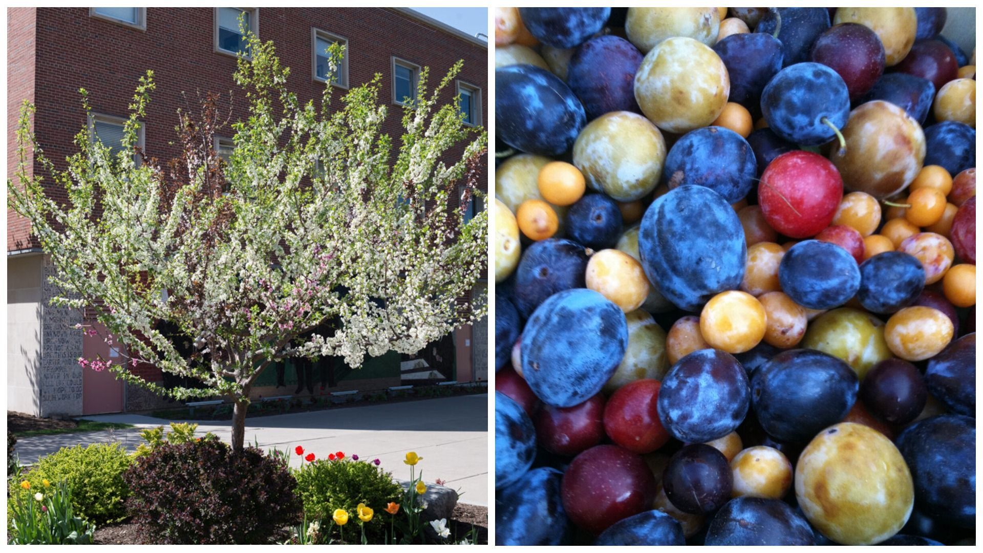 В США профессор Университета выращивает деревья, которые дают 40 различных плодов В США профессор Университета выращивает деревья, которые дают 40 различных плодов