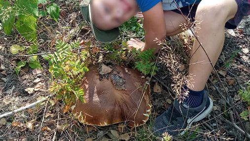 На Київщині чоловік знайшов гриб, що важить майже 1 кілограм